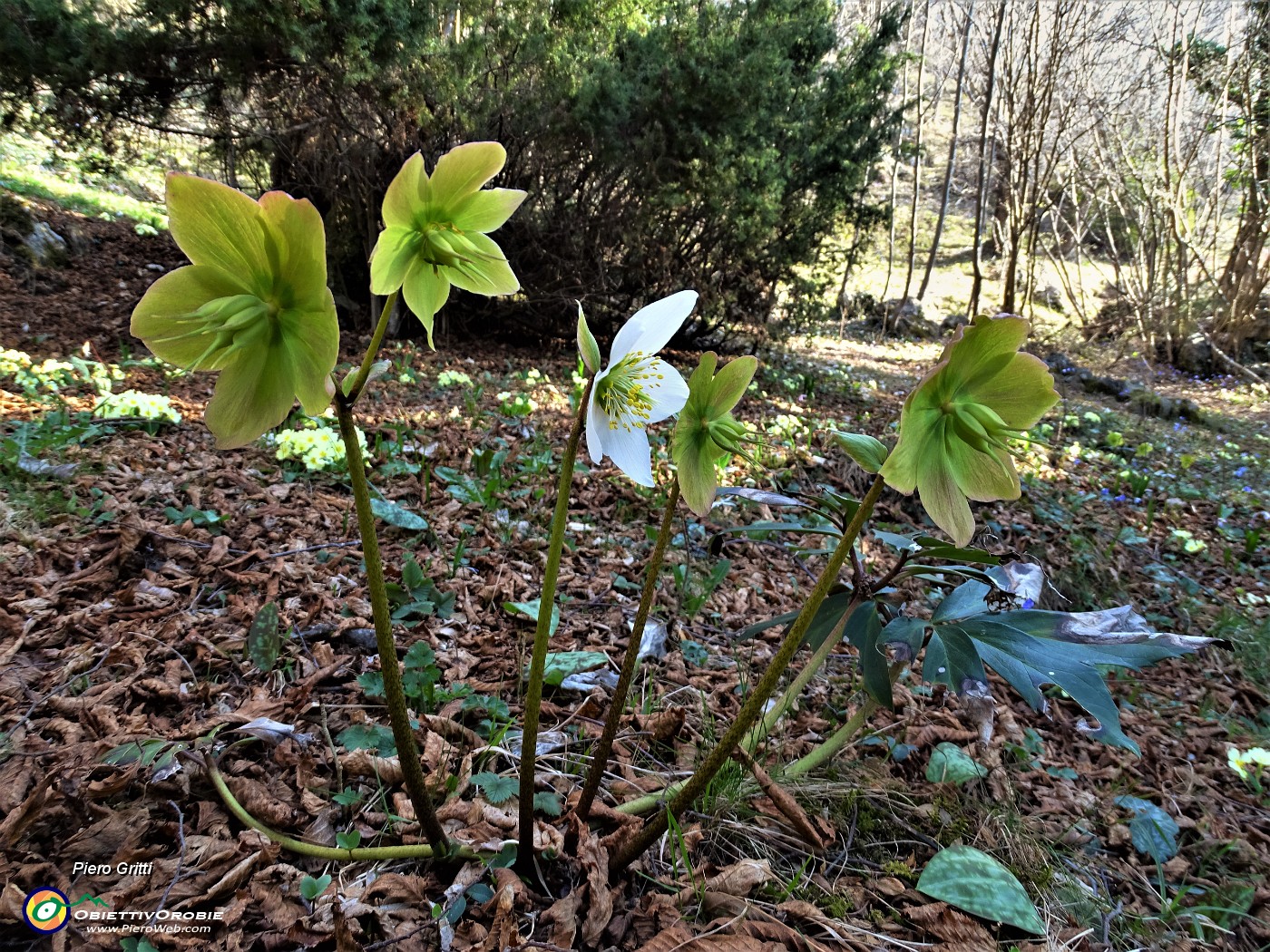 22 Ellebori in fiore e fecondati(Helleborus niger e viridis).JPG